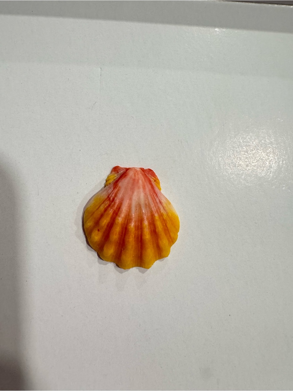 Hawaiian sunrise shell vibrant pink, orange and yellow